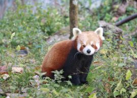 Darjeeling-Zoo-Red-Panda11