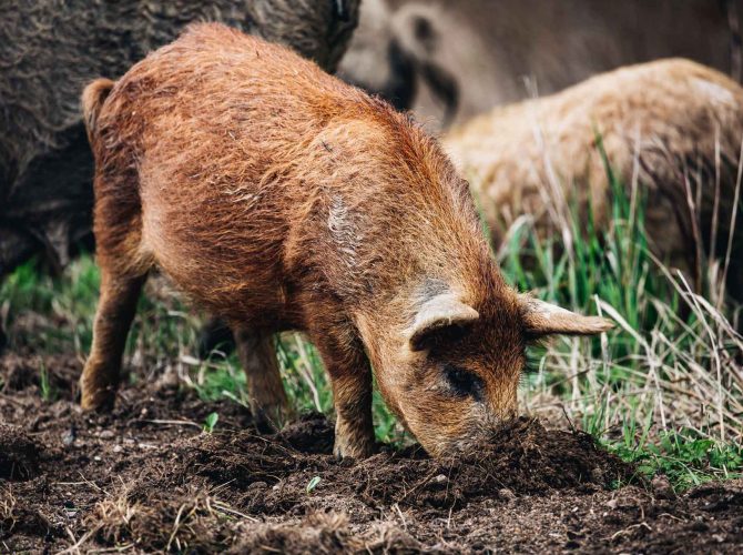 wild-boars-sus-scrofa-animal-family-with-baby-2J53RPM.jpg